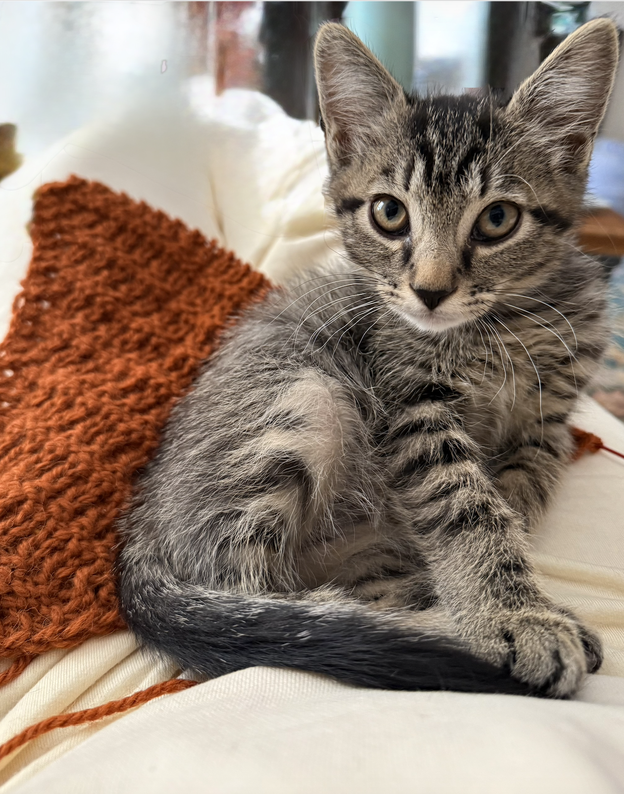 Yoda the foster kitten inspecting the Ember Ridge shawl
